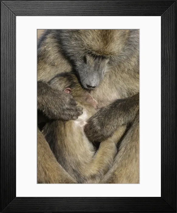 Framed Print : Chacma baboon (Papio ursinus) with baby, Kruger National Park, South Africa, Africa Framed Print : Chacma baboon (Papio ursinus) with baby, Kruger National Park, South Africa, Africa