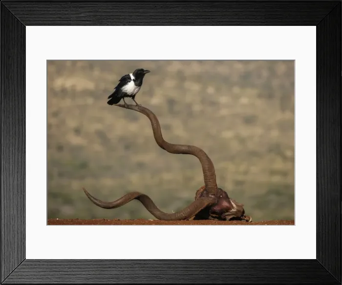 Framed Print : Pied crow (Corvus albus), Zimanga Private Game Reserve, KwaZulu-Natal, South Africa