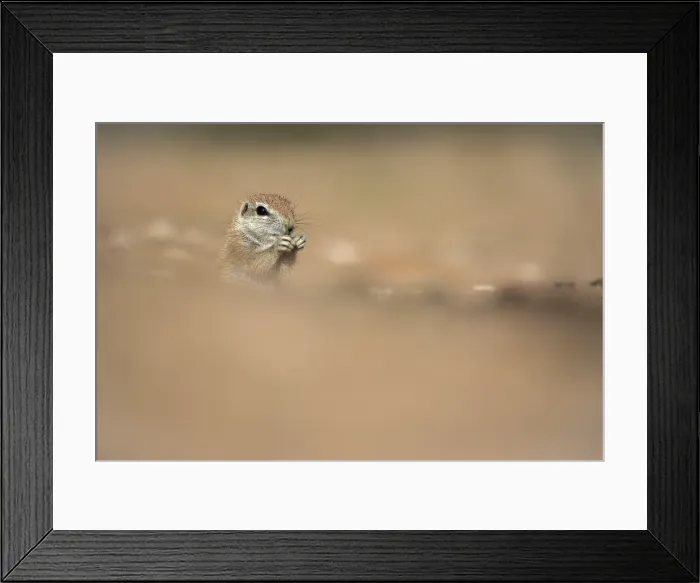 Framed Print : Ground squirrel (Xerus inauris), Kgalagadi Transfrontier Park, Northern Cape, South Africa Framed Print : Ground squirrel (Xerus inauris), Kgalagadi Transfrontier Park, Northern Cape, South Africa