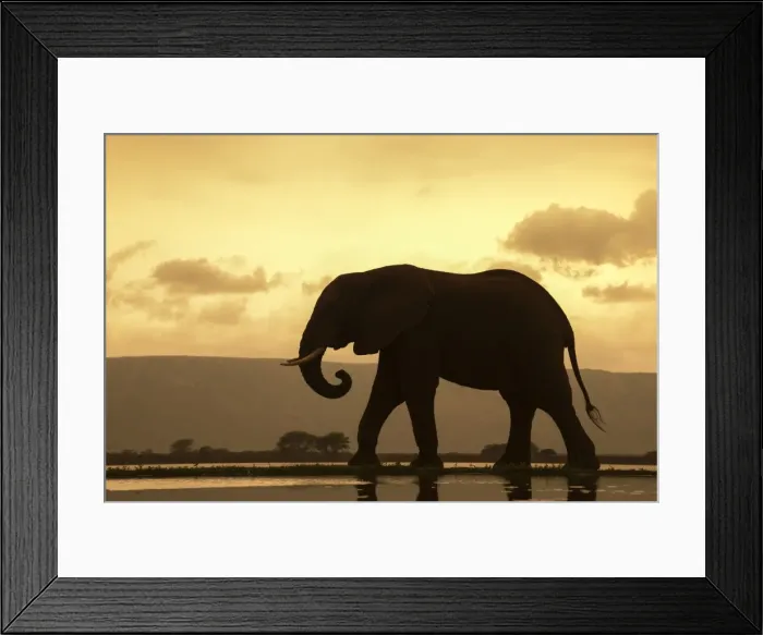 Framed Print : African elephant (Loxodonta Africana) bull at dusk, Zimanga Private Game Reserve Framed Print : African elephant (Loxodonta Africana) bull at dusk, Zimanga Private Game Reserve