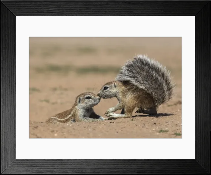 Framed Print : Ground squirrels (Xerus inauris), Kgalagadi Transfrontier Park, Northern Cape, South Africa Framed Print : Ground squirrels (Xerus inauris), Kgalagadi Transfrontier Park, Northern Cape, South Africa