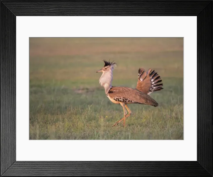 Framed Print : Kori bustard (Ardeotis kori) male courtship display, Kgalagadi Transfrontier Park Framed Print : Kori bustard (Ardeotis kori) male courtship display, Kgalagadi Transfrontier Park