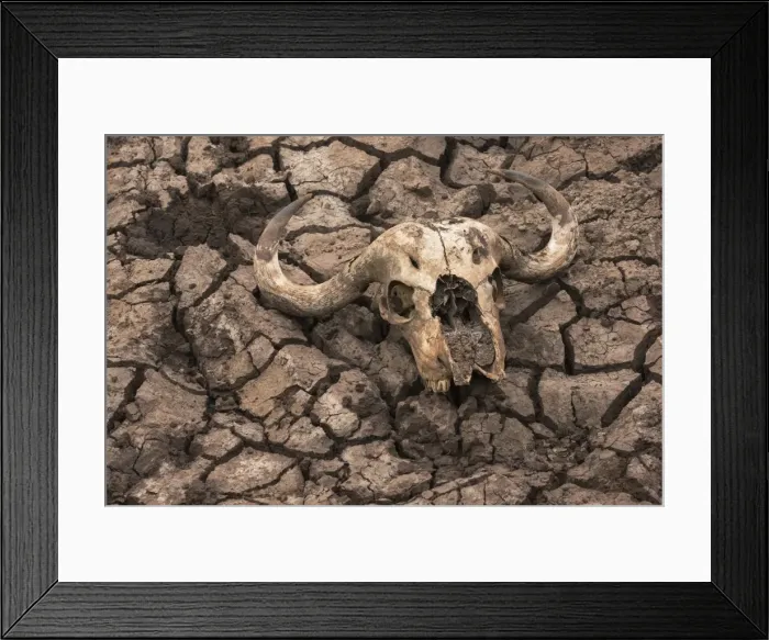 Framed Print : Cape buffalo (Syncerus caffer) skull, Zimanga Private Game Reserve, KwaZulu-Natal Framed Print : Cape buffalo (Syncerus caffer) skull, Zimanga Private Game Reserve, KwaZulu-Natal