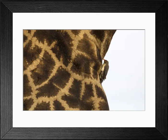 Framed Print : Giraffe (Giraffa camelopardalis) with redbilled oxpecker, Kruger National Park, South Africa Framed Print : Giraffe (Giraffa camelopardalis) with redbilled oxpecker, Kruger National Park, South Africa
