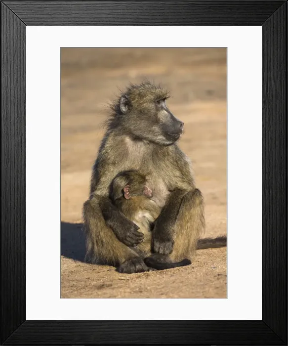 Framed Print : Chacma baboon (Papio ursinus) with young, Kruger National Park, South Africa, Africa Framed Print : Chacma baboon (Papio ursinus) with young, Kruger National Park, South Africa, Africa