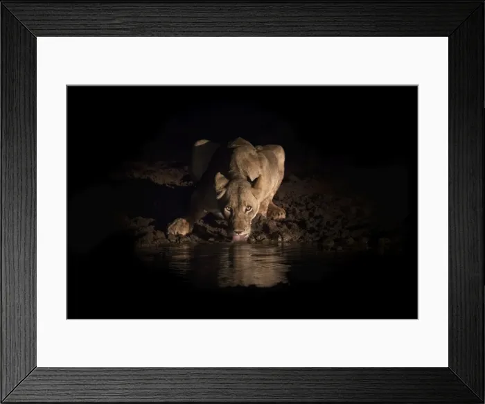Framed Print : Lioness (Panthera leo) drinking at night, Zimanga Private Game Reserve, KwaZulu-Natal