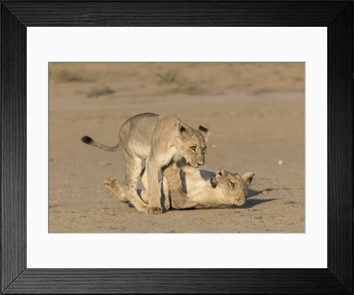 Framed Print : Young lions (Panthera leo) playing, Kgalagadi Transfrontier Park, Northern Cape, South Africa Framed Print : Young lions (Panthera leo) playing, Kgalagadi Transfrontier Park, Northern Cape, South Africa