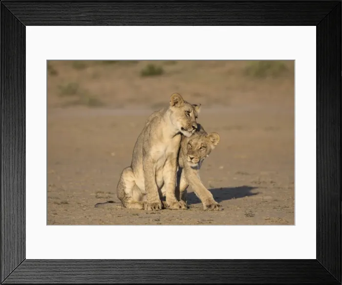 Framed Print : Young lions (Panthera leo), Kgalagadi Transfrontier Park, Northern Cape, South Africa Framed Print : Young lions (Panthera leo), Kgalagadi Transfrontier Park, Northern Cape, South Africa
