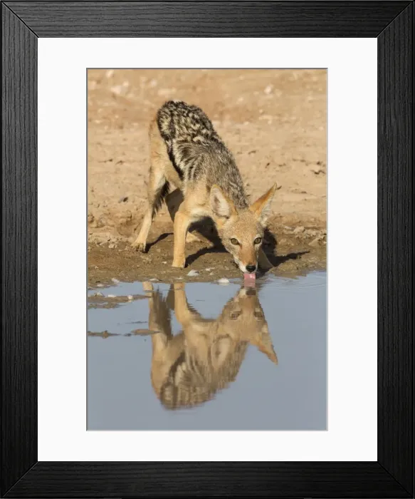 Framed Print : Blackbacked jackal (Canis mesomelas) drinking, Kgalagadi Transfrontier Park, Northern Cape Framed Print : Blackbacked jackal (Canis mesomelas) drinking, Kgalagadi Transfrontier Park, Northern Cape