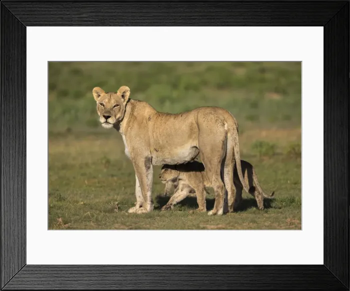 Framed Print : Lioness (Panthera leo) with cub, Kgalagadi Transfrontier Park, Northern Cape, South Africa Framed Print : Lioness (Panthera leo) with cub, Kgalagadi Transfrontier Park, Northern Cape, South Africa