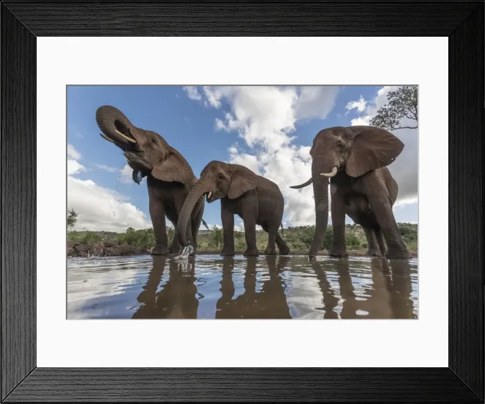 Framed Print : Elephants (Loxodonta africana) drinking, Zimanga Private Game Reserve, KwaZulu-Natal Framed Print : Elephants (Loxodonta africana) drinking, Zimanga Private Game Reserve, KwaZulu-Natal