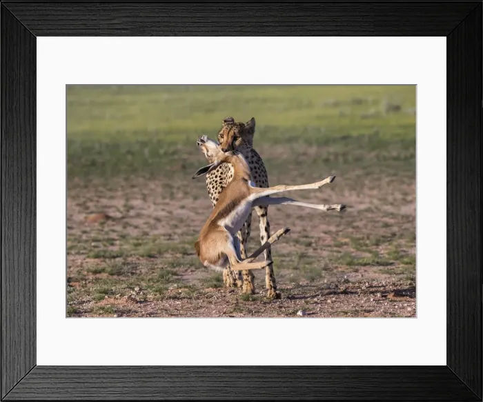 Framed Print : Cheetah (Acinonyx jubatus) with springbok calf kill, Kgalagadi Transfrontier Park Framed Print : Cheetah (Acinonyx jubatus) with springbok calf kill, Kgalagadi Transfrontier Park