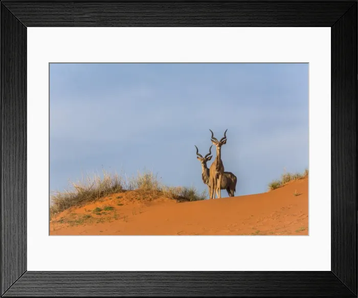 Framed Print : Greater kudu (Tragelaphus strepsiceros) on dunes, Kgalagadi Transfrontier Park, Northern Cape Framed Print : Greater kudu (Tragelaphus strepsiceros) on dunes, Kgalagadi Transfrontier Park, Northern Cape