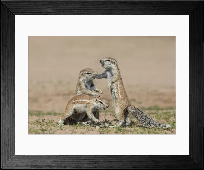 Framed Print : Young ground squirrels (Xerus inauris), Kgalagadi Transfrontier Park, Northern Cape Framed Print : Young ground squirrels (Xerus inauris), Kgalagadi Transfrontier Park, Northern Cape