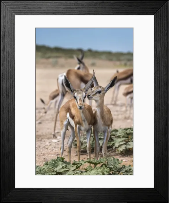 Framed Print : Springbok (Antidorcas marsupialis) young, Kgalagadi Transfrontier Park, Northern Cape Framed Print : Springbok (Antidorcas marsupialis) young, Kgalagadi Transfrontier Park, Northern Cape