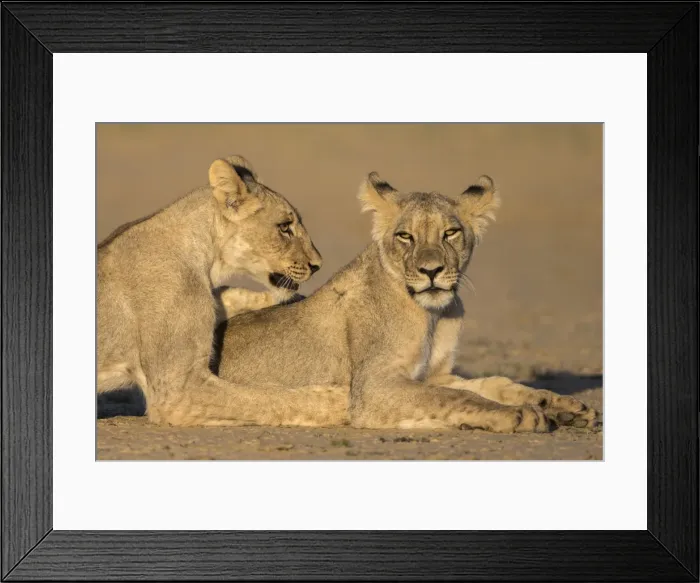Framed Print : Young lions (Panthera leo), Kgalagadi Transfrontier Park, Northern Cape, South Africa