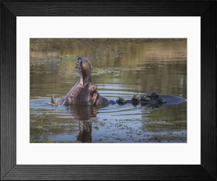 Framed Print : Hippopotamus (Hippopotamus amphibius) with terrapins, Kruger National Park, South Africa Framed Print : Hippopotamus (Hippopotamus amphibius) with terrapins, Kruger National Park, South Africa