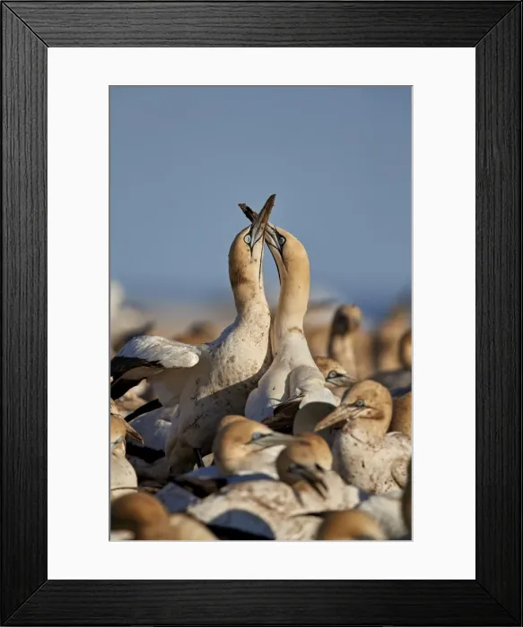 Framed Print : Cape gannet (Morus capensis) pair necking, Bird Island, Lamberts Bay, South Africa Framed Print : Cape gannet (Morus capensis) pair necking, Bird Island, Lamberts Bay, South Africa