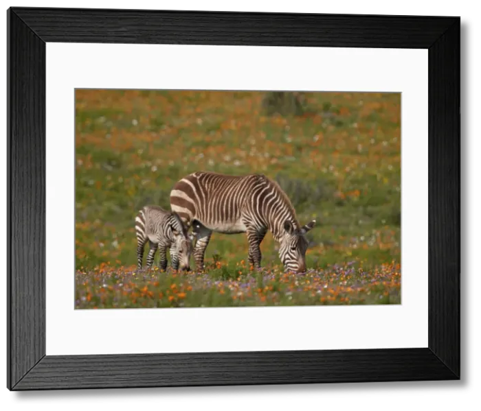 Framed Print : Cape mountain zebra (Equus zebra zebra) among wildflowers, West Coast National Park Framed Print : Cape mountain zebra (Equus zebra zebra) among wildflowers, West Coast National Park