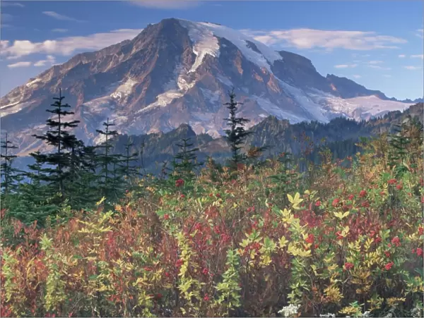 Landscape, Mount Rainier National Park