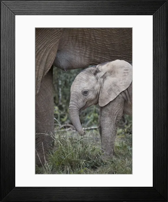 Framed Print : Baby African elephant (Loxodonta africana), Addo Elephant National Park, South Africa Framed Print : Baby African elephant (Loxodonta africana), Addo Elephant National Park, South Africa
