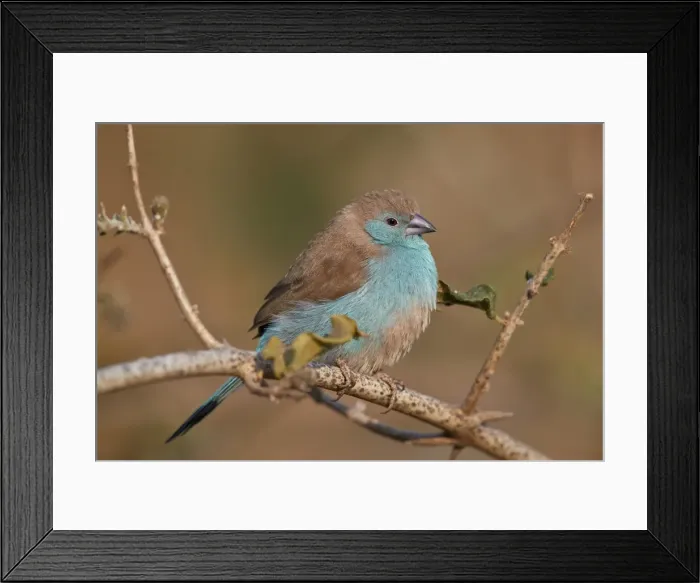 Framed Print : Blue waxbill (Uraeginthus angolensis), Kruger National Park, South Africa, Africa Framed Print : Blue waxbill (Uraeginthus angolensis), Kruger National Park, South Africa, Africa