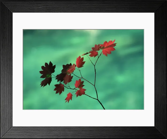 Framed Print : Close-up of the leaves of a vine maple (Acer circinatum) Framed Print : Close-up of the leaves of a vine maple (Acer circinatum)