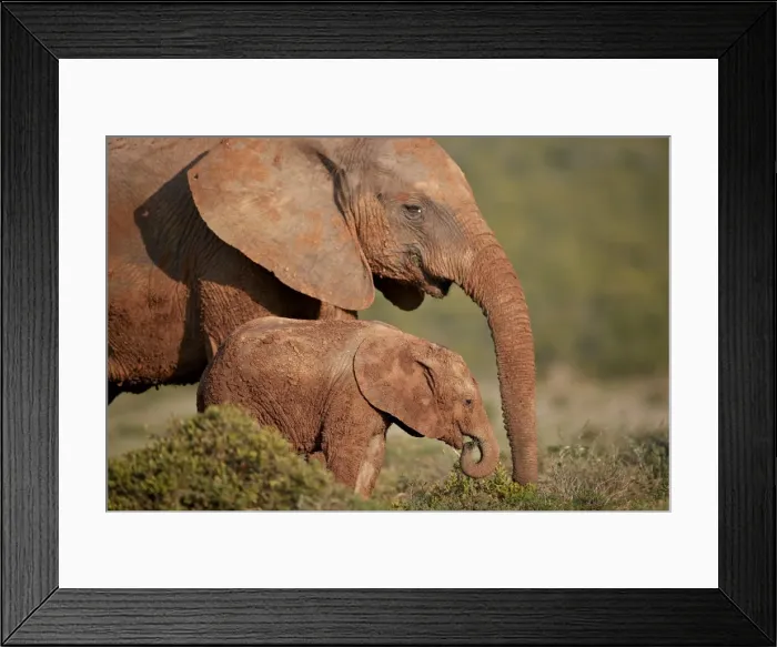 Framed Print : Two dirt-covered African elephant (Loxodonta africana), Addo Elephant National Park