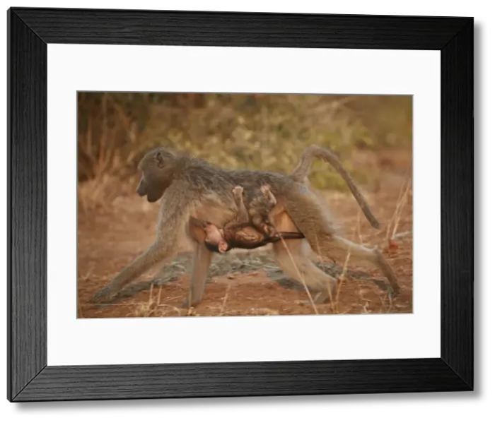 Framed Print : Chacma Baboon (Papio ursinus) infant riding on its mother and nursing, Kruger National Park Framed Print : Chacma Baboon (Papio ursinus) infant riding on its mother and nursing, Kruger National Park