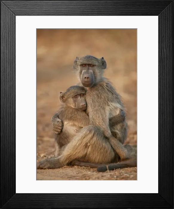Framed Print : Chacma Baboon (Papio ursinus) comforting a young one, Kruger National Park, South Africa Framed Print : Chacma Baboon (Papio ursinus) comforting a young one, Kruger National Park, South Africa