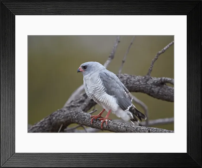 Framed Print : Gabar goshawk (Micronisus gabar), Kruger National Park, South Africa, Africa Framed Print : Gabar goshawk (Micronisus gabar), Kruger National Park, South Africa, Africa