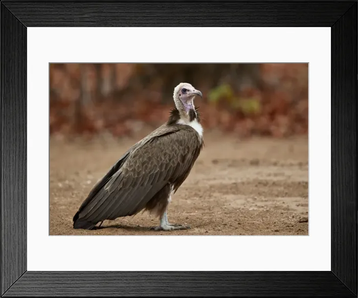 Framed Print : Hooded vulture (Necrosyrtes monachus), Kruger National Park, South Africa, Africa Framed Print : Hooded vulture (Necrosyrtes monachus), Kruger National Park, South Africa, Africa