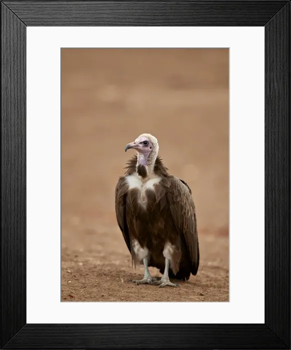 Framed Print : Hooded vulture (Necrosyrtes monachus), Kruger National Park, South Africa, Africa