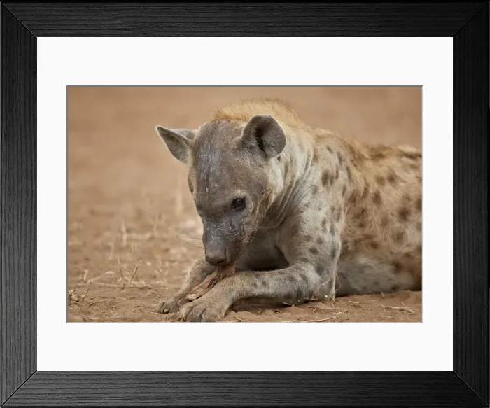 Framed Print : Spotted hyena (spotted hyaena) (Crocuta crocuta) eating, Kruger National Park, South Africa Framed Print : Spotted hyena (spotted hyaena) (Crocuta crocuta) eating, Kruger National Park, South Africa