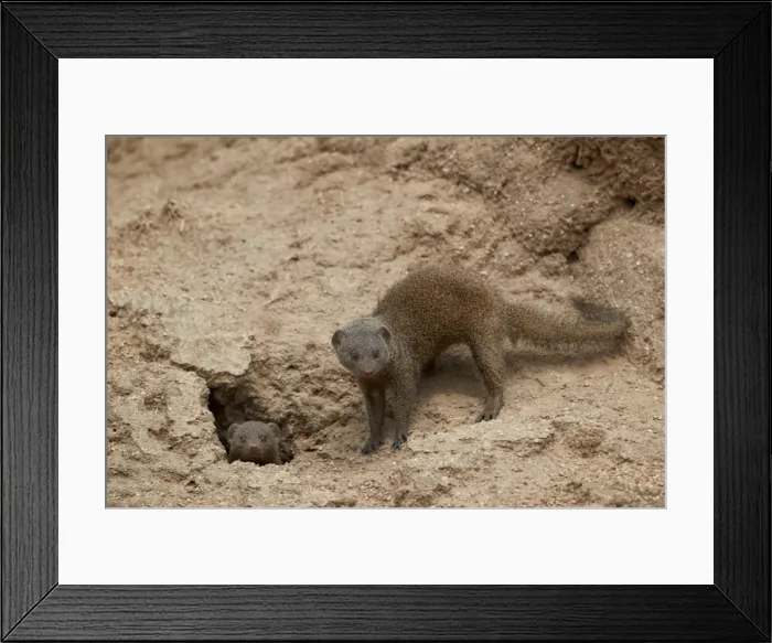 Framed Print : Dwarf Mongoose (Helogale parvula), two at burrow, Kruger National Park, South Africa Framed Print : Dwarf Mongoose (Helogale parvula), two at burrow, Kruger National Park, South Africa