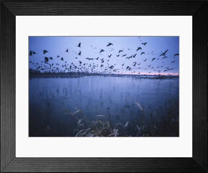 Framed Print : Sandhill crane migration Framed Print : Sandhill crane migration