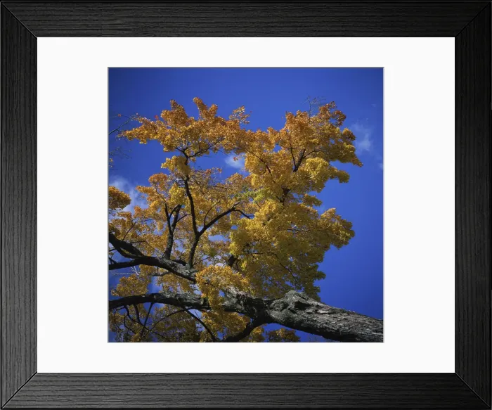 Framed Print : Maple tree in fall colours at Chautauqua Institution Framed Print : Maple tree in fall colours at Chautauqua Institution