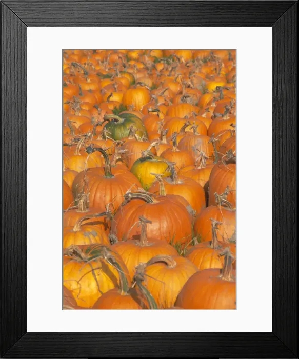 Framed Print : Pumpkins for sale Framed Print : Pumpkins for sale