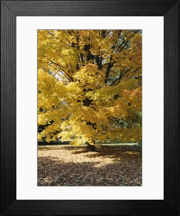 Framed Print : Shades of yellow Framed Print : Shades of yellow