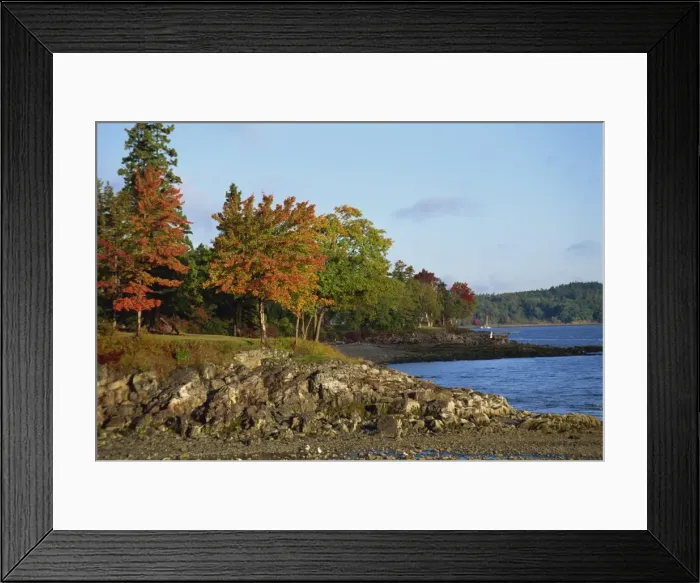 Framed Print : Rocky shoreline and trees in fall colours at the scenic harbour Framed Print : Rocky shoreline and trees in fall colours at the scenic harbour