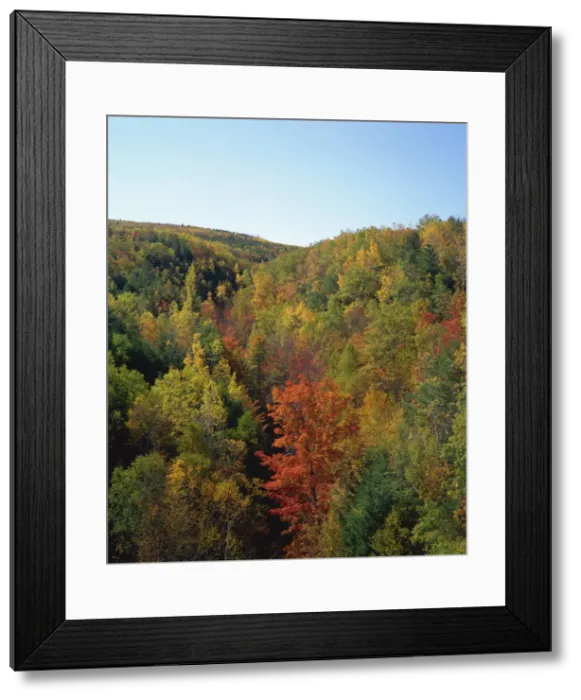 Framed Print : Trees in fall colours in woods in the Acadia National Park Framed Print : Trees in fall colours in woods in the Acadia National Park