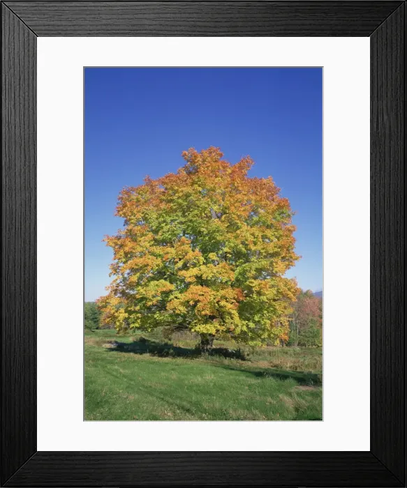 Framed Print : Maple tree in fall colours in the White Mountains Framed Print : Maple tree in fall colours in the White Mountains