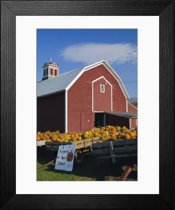 Framed Print : Pumpkins for sale in front of a red barn