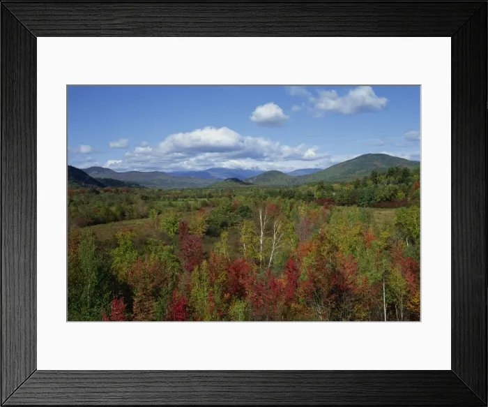Framed Print : Landscape of woodland Framed Print : Landscape of woodland