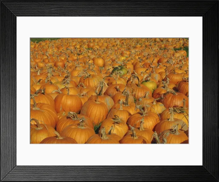 Framed Print : Large number of pumpkins for sale on a farm in Vermont Framed Print : Large number of pumpkins for sale on a farm in Vermont