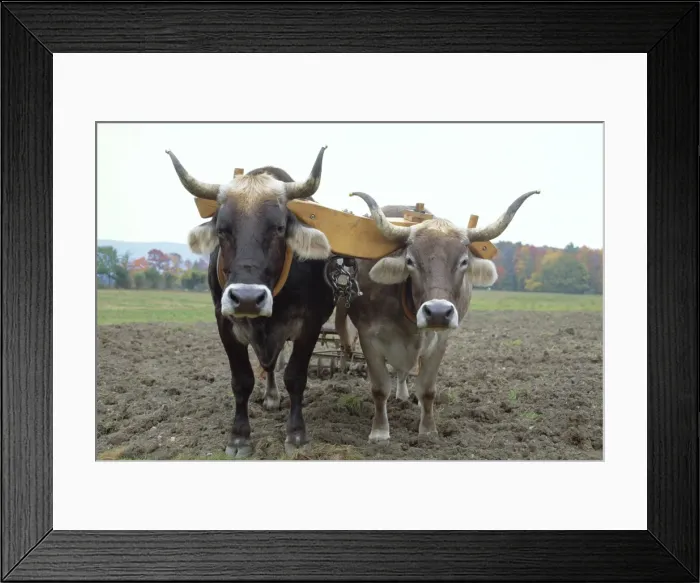 Framed Print : Close-up of two oxen pulling a plough in a Shaker village Framed Print : Close-up of two oxen pulling a plough in a Shaker village
