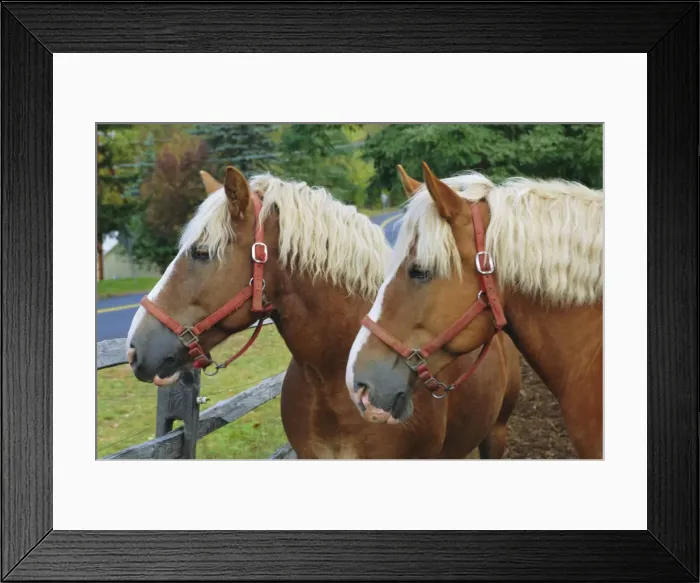 Framed Print : Two horses near Jackson Framed Print : Two horses near Jackson