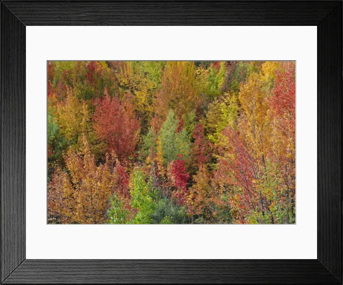 Framed Print : White Mountains Natioinal Forest in fall Framed Print : White Mountains Natioinal Forest in fall