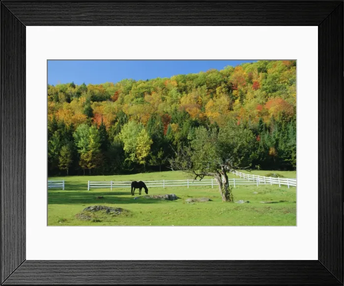 Framed Print : Horse grazing in paddock Framed Print : Horse grazing in paddock