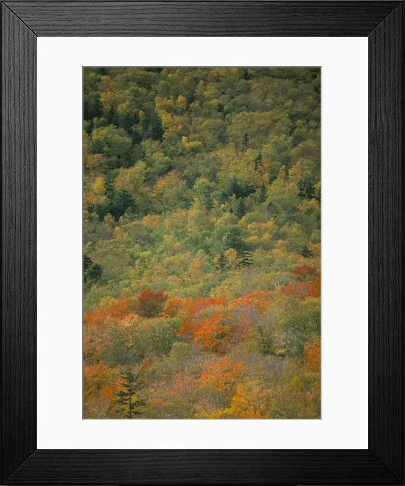 Framed Print : Trees in autumn (fall) Framed Print : Trees in autumn (fall)